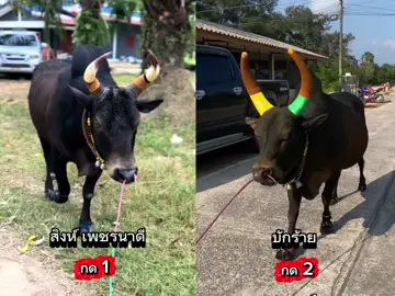 ดาราเลย #ดุกด้างสิงห์บูรพา #พี่สิงห์ #ค่ายโคเพชรนาดี18เดชตะวัน #โหนดแซมเพชรดาราชัย_บักร้าย💎 #พี่เสือแดนใต้ #วัวดังภาคใต้