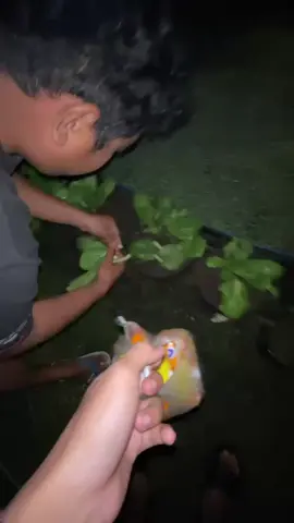 tugas kuliah @Bp⚡ @L bongkrek #fyp #4u #miegodokjawa 