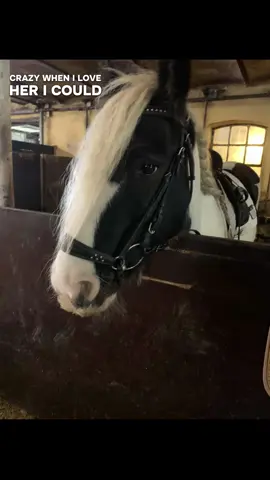 See thats my… #fyp #cobss #horses 