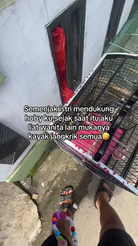 🤣🤣 #kicaumaniaindonesia #kacermaniaindonesia #kacer #kacermania #mbagongmania 