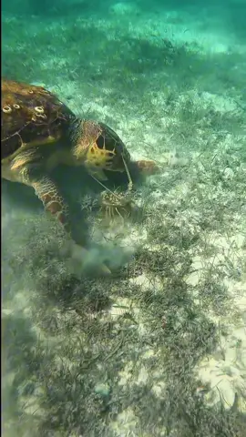 Lobster 🦞 Vs Turtle 🐢  #lobster #turtle #fyp 