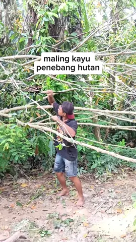maling kayu penebang hutan
