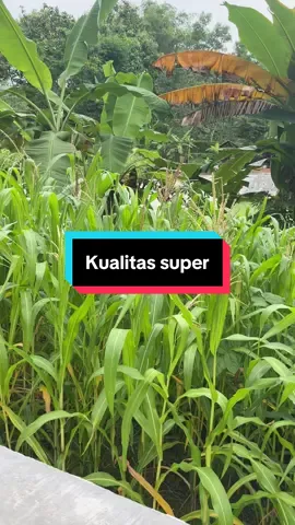 Sabit bintang 5 asli madura  #arit #petaniindonesia🇮🇩🇮🇩🇮🇩🌿🌿 #tukangngarit #fyp 