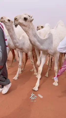 ابن جخدب 🤍 #نوادر_وفرديات #اكسبلورexplore #الصياهد 