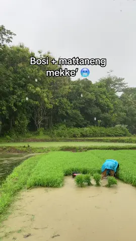 Mekketzzz🥶#bugis #barru #petanimuda #petaniindonesia🇮🇩🇮🇩🇮🇩🌿🌿 #fyp 