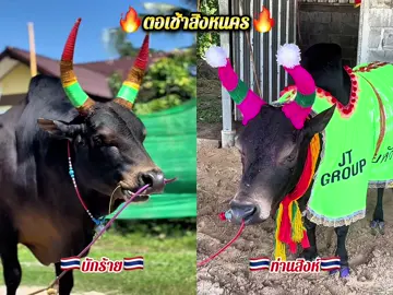 สุดเบอร์แน่นอนค่อยแลต่ะ #ดุกด้างสิงห์บูรพา #โหนดแซมเพชรดาราชัย #ท่านสิงห์ #วัวชนคนใต้🐂 #พี่เสือคอวัวชน 