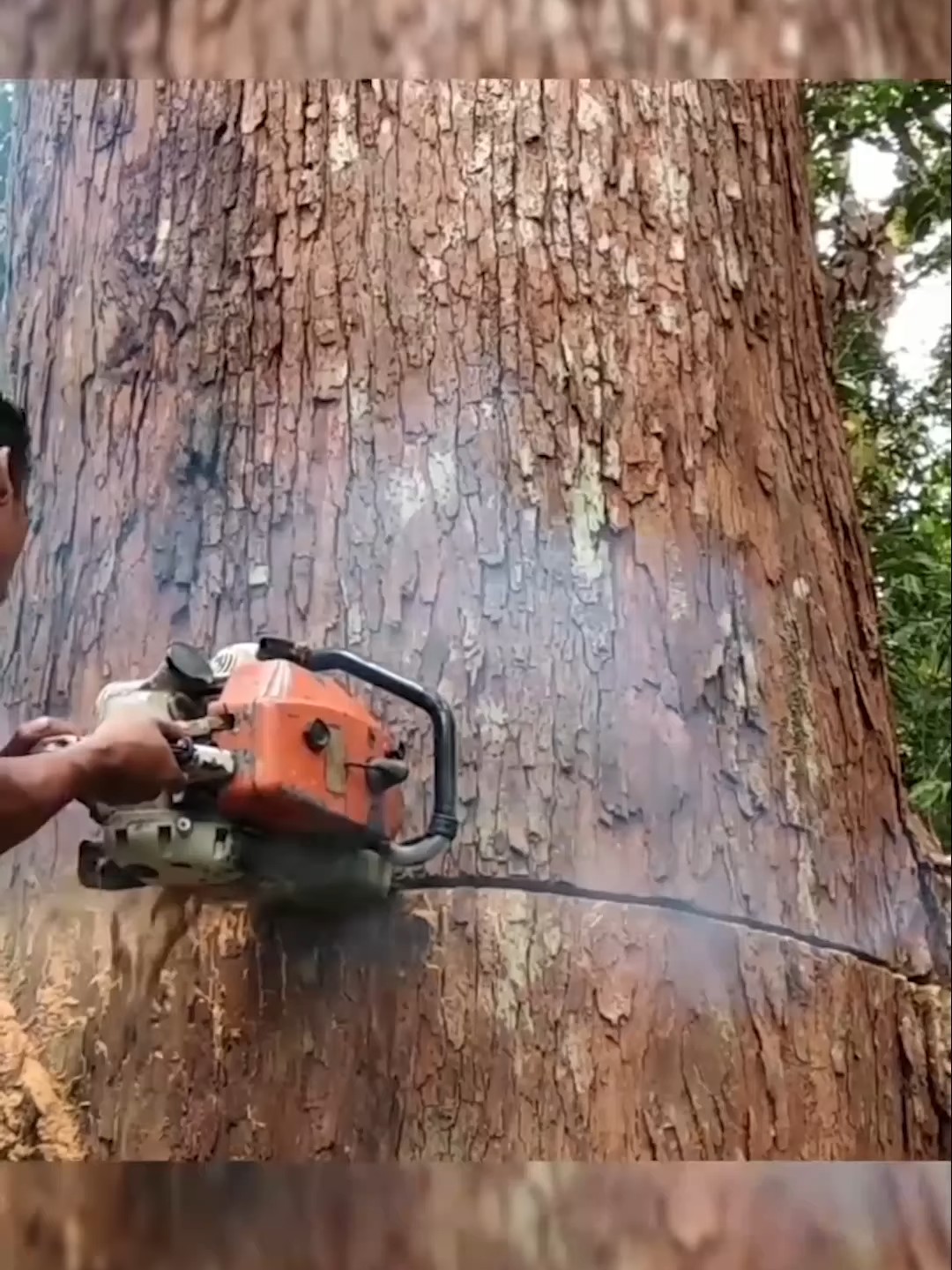 jangan peduli dengan apa yang dilakukan oknum,dan bencana besar akan segera datang  #jagahutan #rawathutan #lindungihutan #hutan #hutanindonesia #indonesia