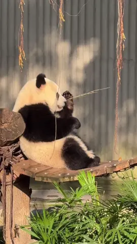 These giant pandas look exactly like me when I have to get up early for work after a bad night’s sleep.🐼🐼🐼😂😂😂#panda #pandalife #fyp 