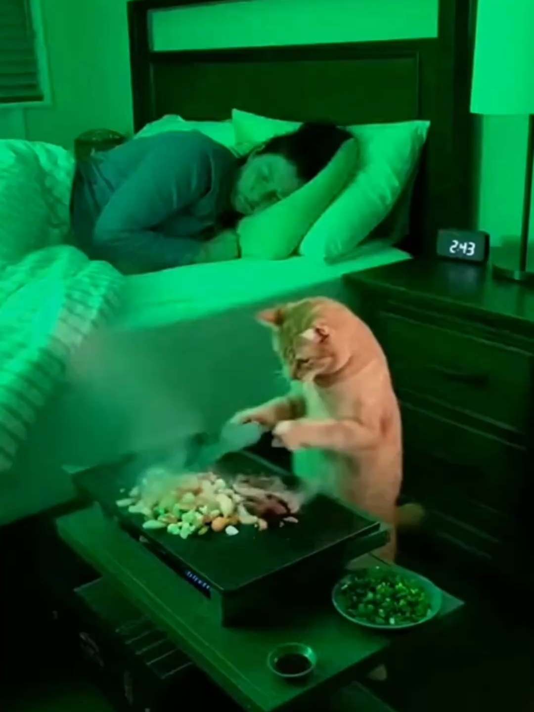 The fat orange cat wants teppanyaki tonight. #cat #funny