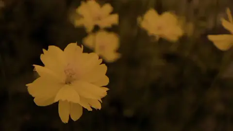 امي هاي العضيمه . . . . .#يامولاي_يابا_عبدالله_الحسين #خادمه_ابا_عبدالله_الحسين #مصممه_اهل_البيت_عليهم_السلام #شيعة_الامام_علي_عليه_السلام #اني_شيعيه_وافتخر_باميري_الامام_علي #اني_شيعيه_وافتخر_باميري_الامام_علي #اللهم_اشهد_اني_والـيت_علي_وال_بيته #ياصاحب_الزمان🤎✨✨ #تصاميمي😔🤎 #باسم_الكربلائي #اناشيد 