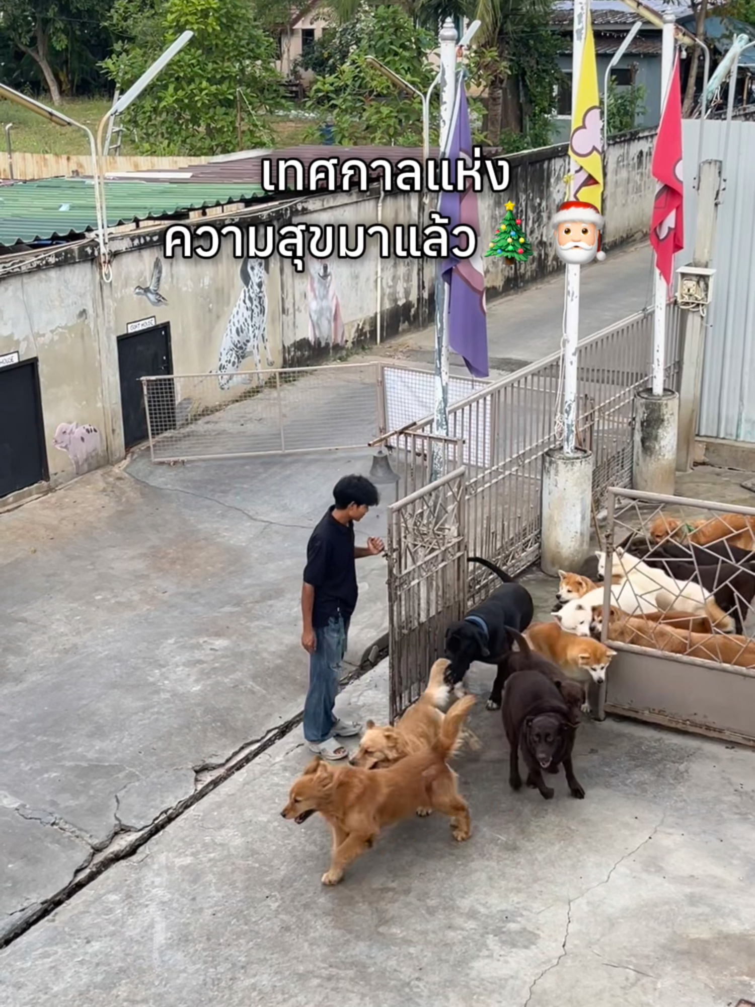 เทศกาลแห่งความสุขมาถึงแล้ว มาเที่ยวที่ Dog Country Cafe กัน🎄🎅🏻 #dog #dogcountrycafe #tiktokสัตว์เลี้ยง #tiktokท่องเที่ยว #Tiktok #คาเฟ่ #TikTokคาเฟ่ #tiktokไทยแลน์🇹🇭 #พุทธมณฑลสาย2 #กรุงเทพมหานคร #dogs #คาเฟ่ฝั่งธน #ฝั่งธน #กรุงเทพ #เทรนด์วันนี้tiktok #christmas #merrychristmas #merryxmas