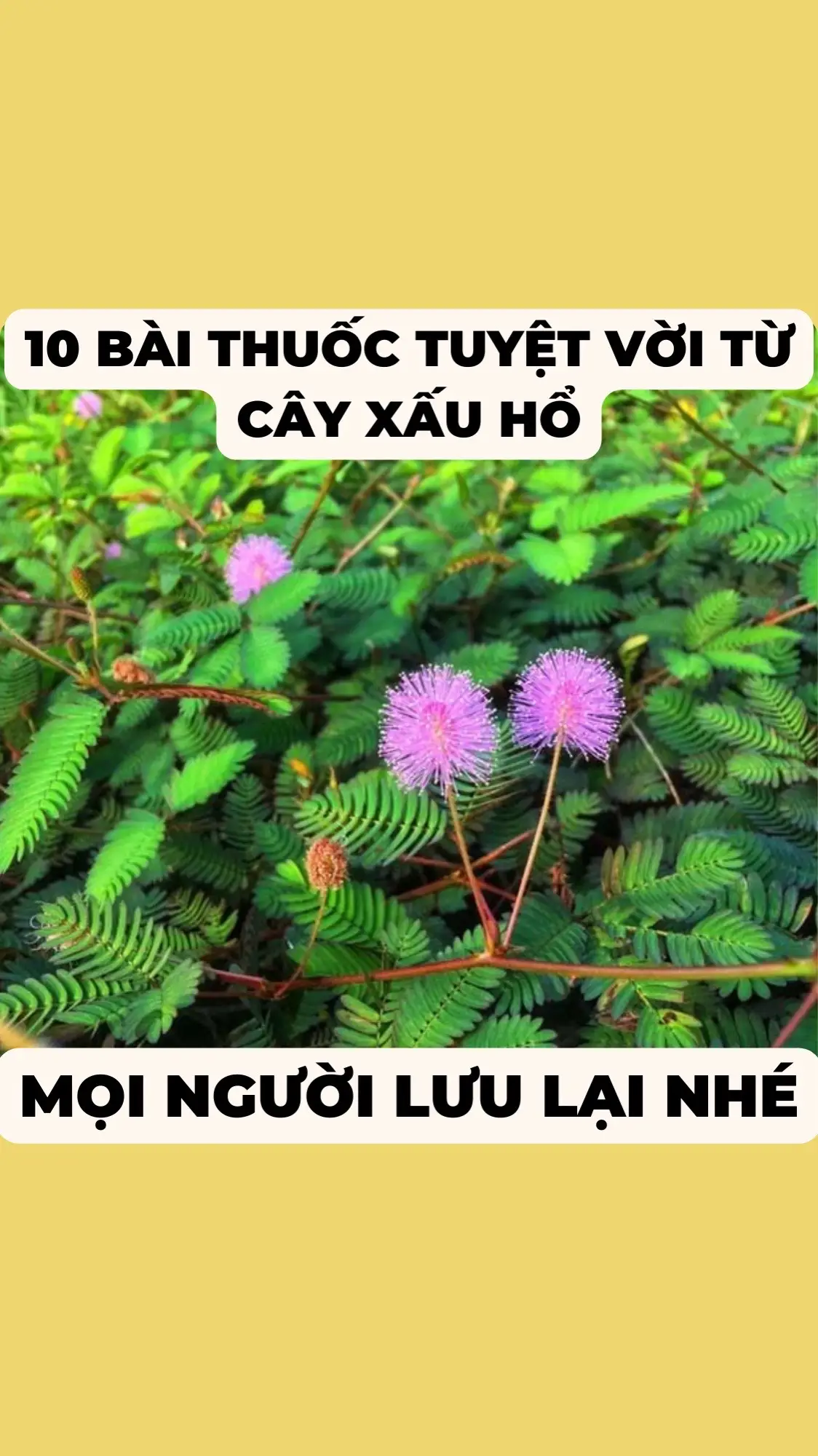 10 bài thuốc từ dân gian cây xấu hổ mà ít ai biết #meohay #biquyet #suckhoe #meodangianchuabenh #meodangianhay #suckhoechomoinguoi #thaoduocthiennhien 