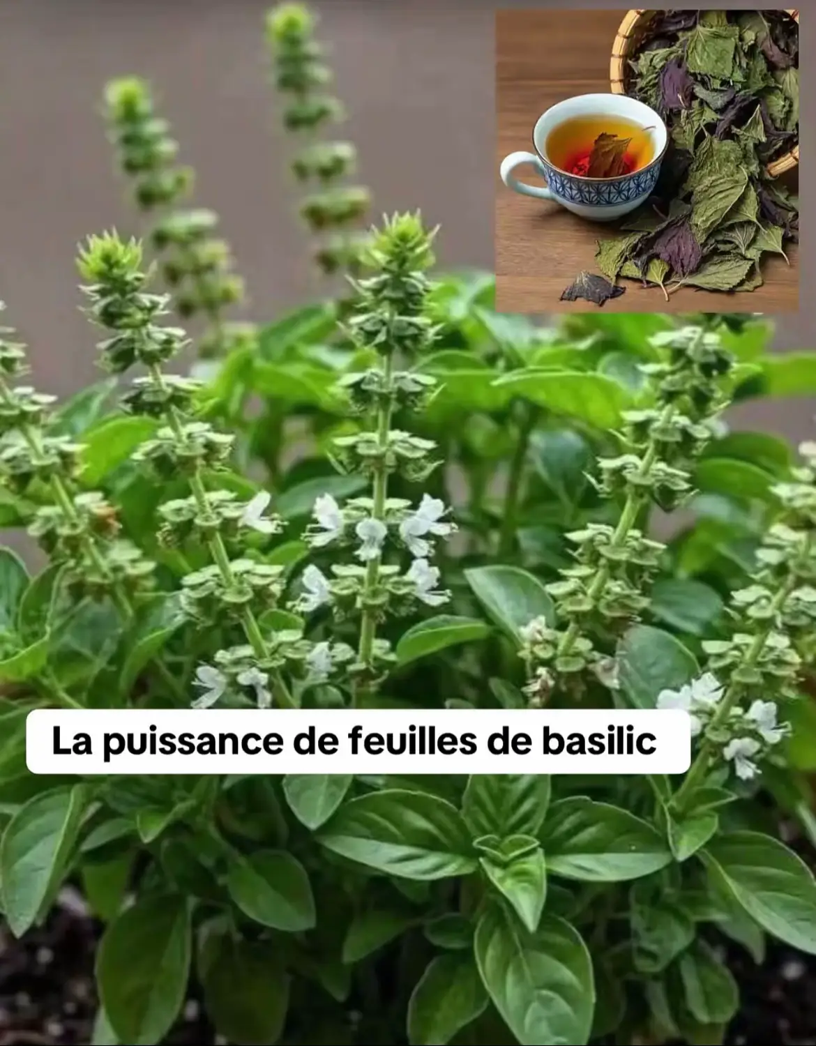 #BoostezVotreCorps #BasilicSuperAliment #LeSecretVert #BienÊtreNaturel #SuperAlimentIgnoré