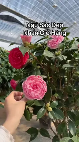 Trà Ngũ Sắc Đẹp Nhấn Giỏ Hàng Ủng Hộ e nha #anhnongdan88 #viral #caycanh 