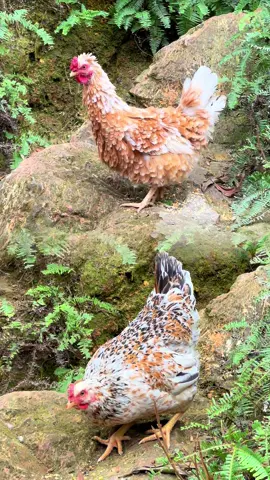 Gà ri hoa mơ cổ xưa Cao Bằng, nét đẹp của dòng gà gà ri hoa mơ bản địa.#garihoamocaobang #garihoamocoxua #garihoamo #caobang #CaoBang 