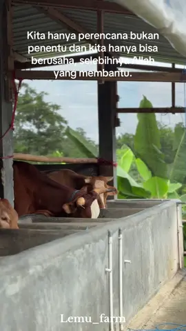 😇 #sapi #sapiqurban #sapijumbo #sapiviral #peternakmuda 