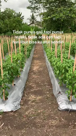 #petanimuda #petaniindonesia🇮🇩🇮🇩🇮🇩🌿🌿 #fyp #petanimilenial #sobattani 