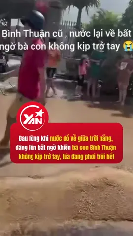 Đau lòng khi nước đổ về giữa trời nắng, dâng lên bất ngờ khiến bà con Bình Thuận không kịp trở tay, lúa đang phơi cũng như mất hết #yan #yannews #tiktoknews #binhthuan #lulut 