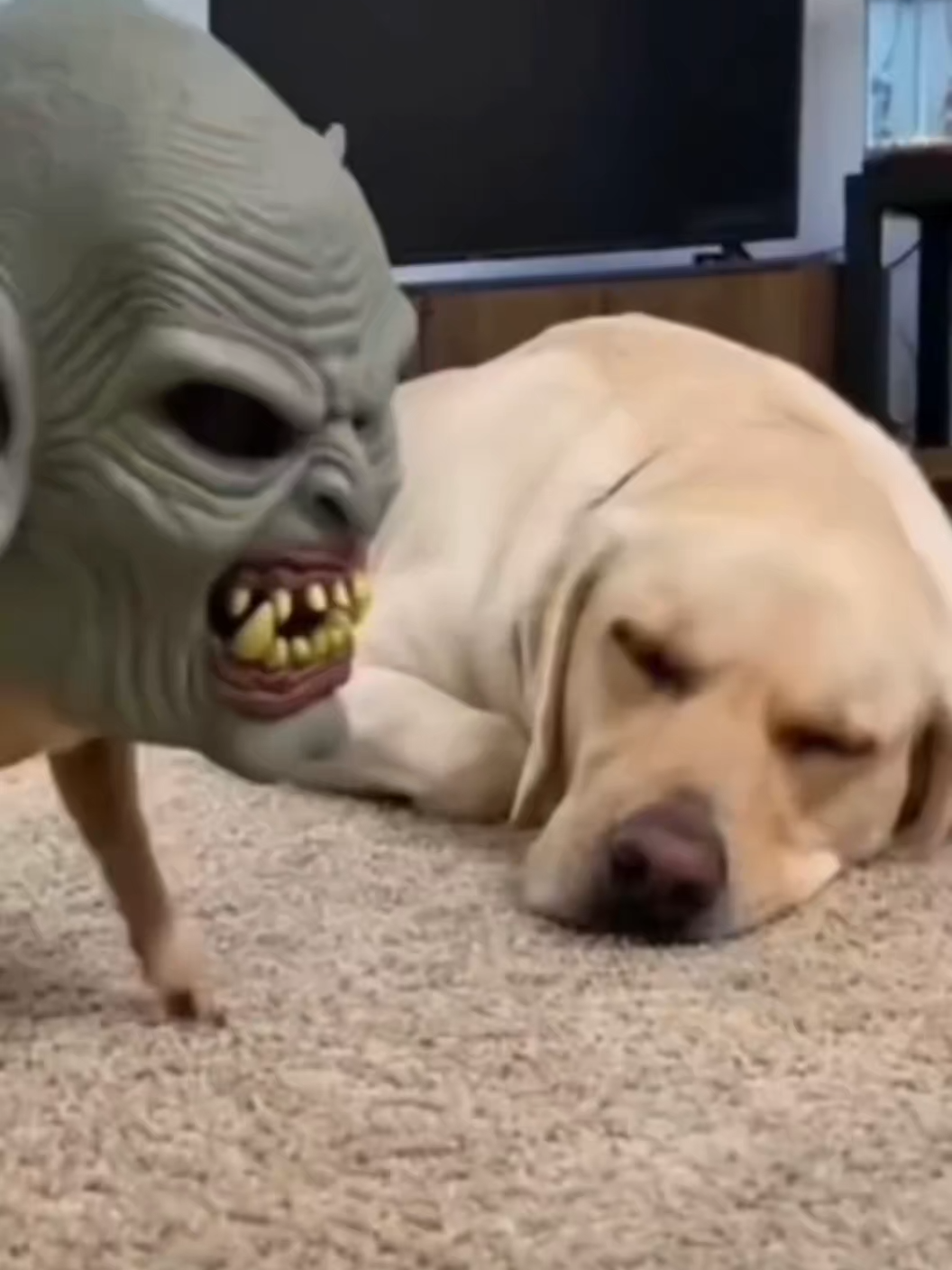 #คลายเคลียด #หมาตลก #สัตว์เลี้ยงtiktok #เทรนด์วันนี้tiktok