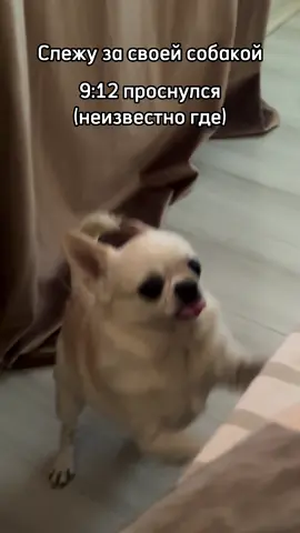 Слежу за своей собакой #слежузасобакой 