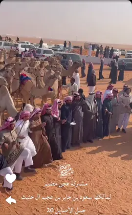 🔥🔥@جارالله ابن زهرة🇸🇦 #سعود_جابر_الحبابي #مهرجان_الملك_عبدالعزيز_لمزاين_الابل10 