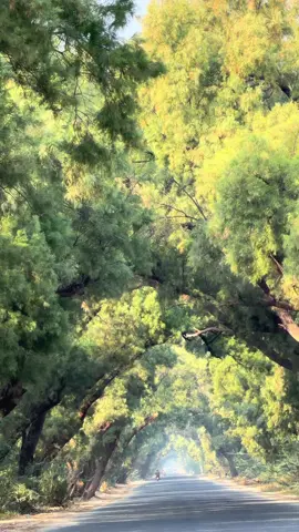 #پنجاب #خوشاب #تھل #نور پور تھل 