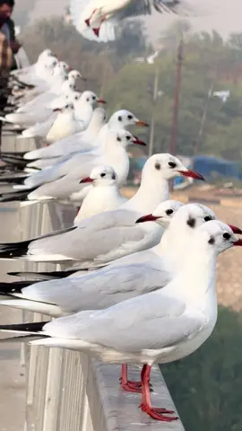 نوارس بغداد 📍🍃