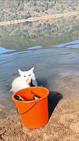 Balıkçı kedi🤣#keşfet 