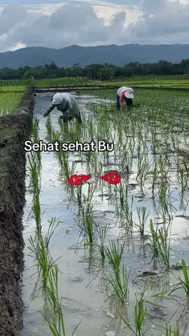 Sehat 2 y Bu #petani 