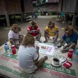 “A group of monkeys is playing dice.” #monyetmaindadu #monyetnakal #fyp