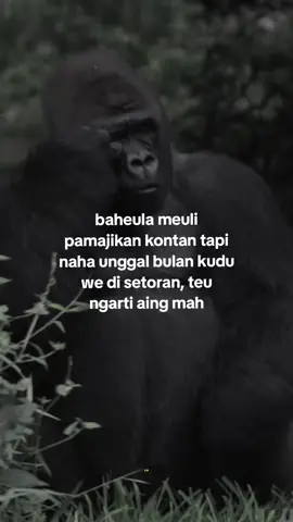 teuing teu ngarti 🗿#capruk #storysunda #monyetgalau #atuheuy 