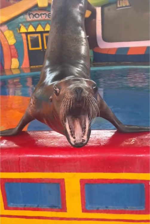 Sea lion core 🦭 #animals #foryou #sealion #lover #fyp #funnyvideos 