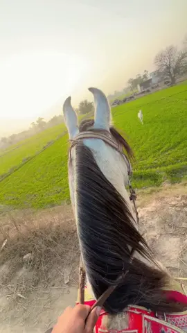 #shok❤️‍🔥 #مقدر🎠 