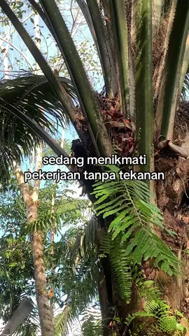 #petaniindonesia🇮🇩🇮🇩🇮🇩🌿🌿 #petanimuda #petanisawit #fy #sawitkalimantan 