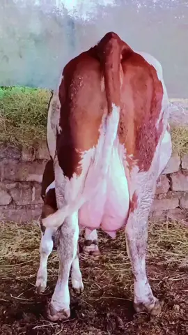 #ااجزائر🇩🇿_تونس🇹🇳_المغرب🇲🇦 