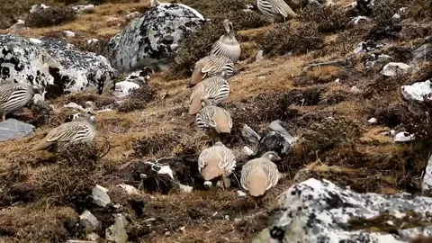 HIMALIYAN SNOWCOCK #fypシ゚ #fypシ゚viral🖤tiktok #naturebeauty #foryoupageofficiall  ##ConSantanderConecto .