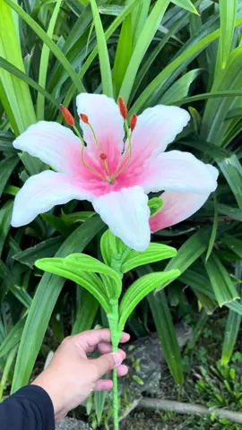 lily 🫶🏻#nfj🦋 #faezahouse #jarijemarinfj #lily #offwhite 