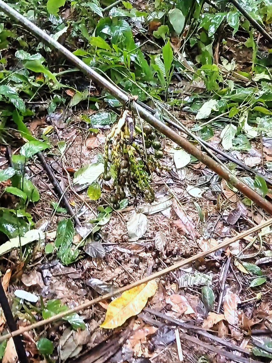 NÓ ĐÂY RỒI 😁😁#nuirungphuyen #chonhuongvietnam #78 nuirung