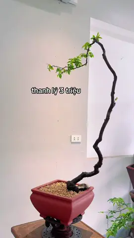 #muoihong  #bonsai #thosanbonsai 