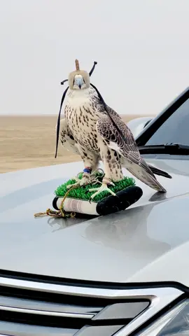 Abu Dhabi falcon🤣😂🪶