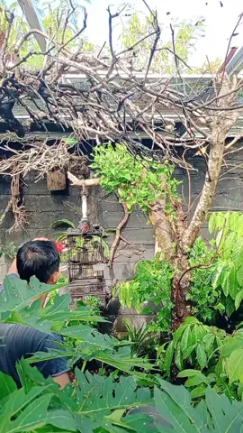 #pecintakicaumania #melestarikan #hobykicau #katakatabijak #aviarymini 