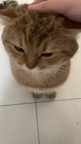 So cute #cutecat #pet #kucing #kitty #funny 