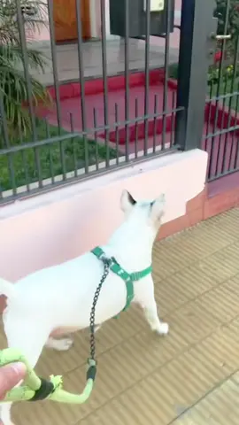 Soooo embarrassed #funny #fyp #dog 