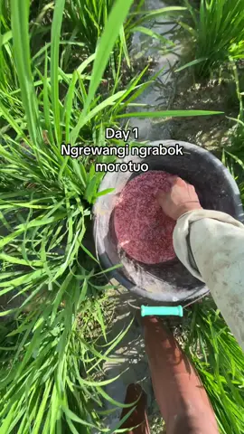 Budal isuk laut surop#foryou #fyp #petanimuda #petaniindonesia🇮🇩🇮🇩🇮🇩🌿🌿 #berandatiktok 