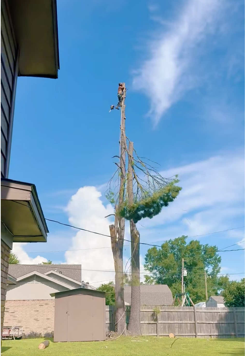Cutting down the big tree under the house #satisfying #tree #asmr #oddlysatisfying #fyp 