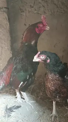 MashAllah Favourite Pair ♥️♥️♥️ Sb bhai Follow Lazmi kren ♥️ Apna Shok ♥️ #jhang #amroha #foruyou #foryoupage #