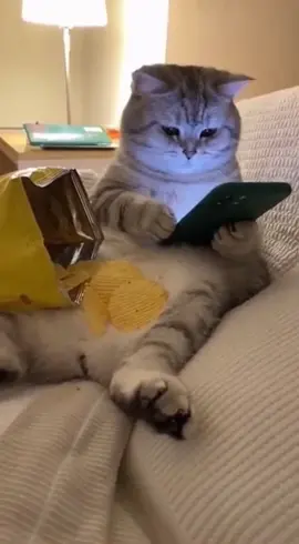 When your cat has a busier social life than you 😹📱🍟#funnycat #catvideo #viralcat #iphonevideo #catmeme     