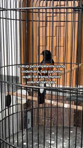 🔥#fyp #muraibatu #kicaumaniaindonesia #muraibatuindonesia #muraibatumania 