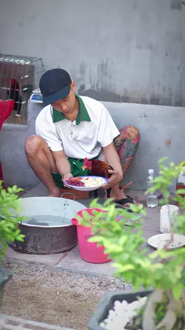 Show chiến kê ae vô cmt đi 😁