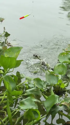 Xem cho đỡ nghiện anh chi em ơi #niemvuimoingay #xhh #cauca #capcutamor #❤️ 